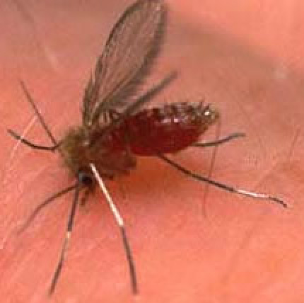 Semente de pitanga pode ajudar no combate à leishmaniose mosquito flebotomíneos, transmissor da Leichmaniose