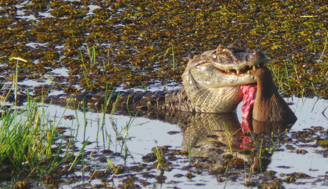Por volta das 06hs30 da manhã desta segunda-feira, 23, o animal estava se alimentado de uma capivara que atacou provavelmente na Lagoa Maior (Fotos: Ricardo Ojeda)