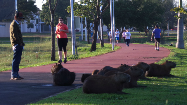 Capivaras sempre são vistas em bando, porém são inofensivas e alvo fácil dos predadores (Foto: Ricardo Ojeda)