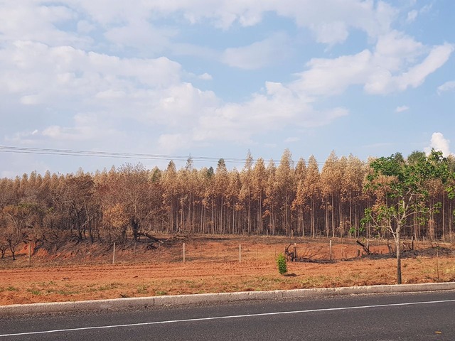 Em setembro, um incêndio destruiu mais de 200 hectares de plantação de eucaliptos em várias propriedades rurais de Ribas do Rio Pardo (Foto: Ricardo Ojeda)