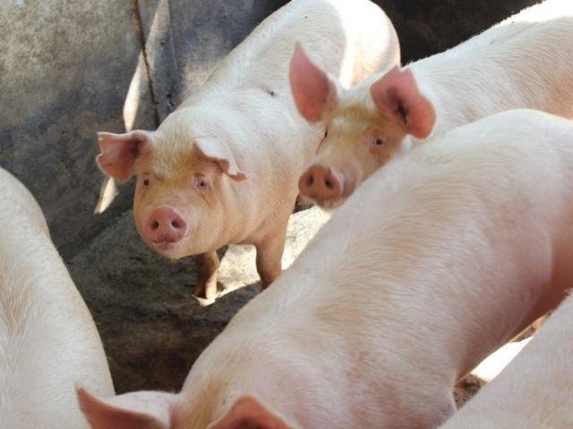 Este é o caso dos suínos. Também tiveram altas acentuadas os processamentos de carnes bovina e de frango (Foto/Assessoria)