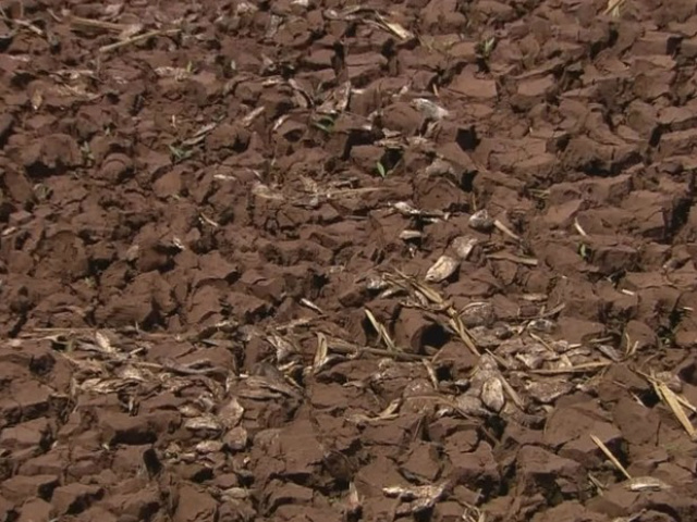 Lagoa seca completamente em Serrana e provoca morte de peixes