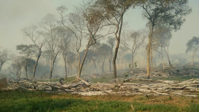 No momento em que a PMA chegou ao local, eram incendiados os restos vegetais resultantes do desmatamento nas leiras (Foto: Assessoria)