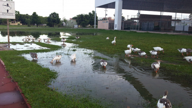 Foto captada em março deste ano, comprova que a população de gansos que vivem na Lagoa Maior vem reduzindo gradativamente...