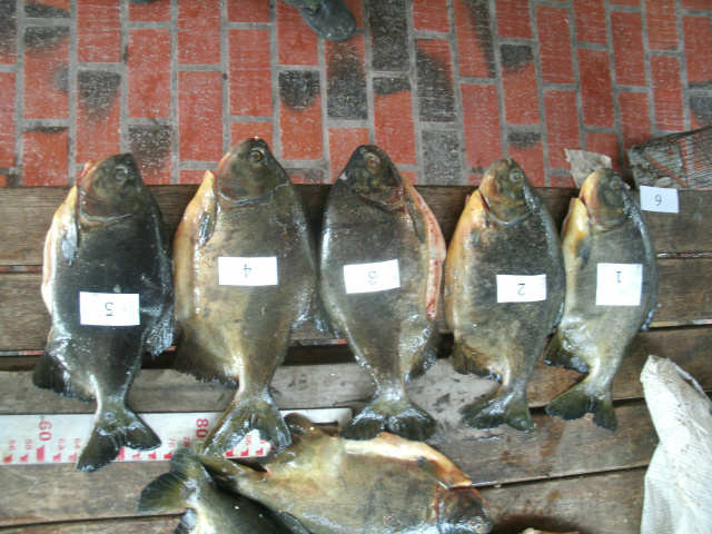 O pescado será doado a instituições filantrópicas depois de periciado (Foto: Divulgação/Assecom)