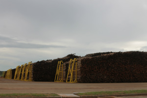 Eldorado Brasil abre as portas para a imprensa Pátio de madeira tem capacidade de armazenar o equivalente a dez dias de produção da fábrica (Foto: Ricardo Ojeda)