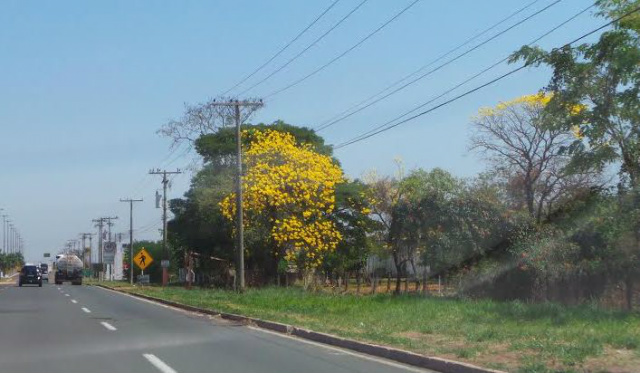 O visitante que chega pela avenida Ranulpho Marques Leal, trecho urbano da BR-262, sentido SP-MS, é recepcionado pela beleza dos ipês amarelos, roxos e brancos, ao longo da via (Foto: Ricardo Ojeda)