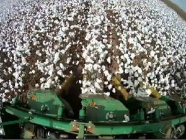 Pepro ofertará 18 mil t de algodão de MS (Foto: Reprodução/TV Morena)
