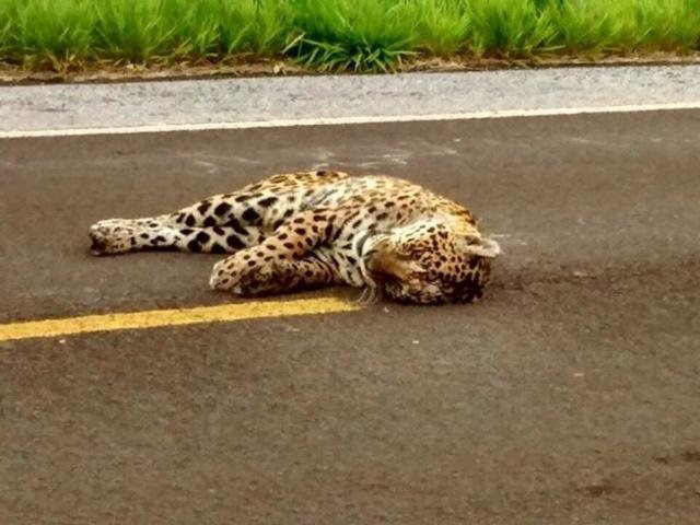 O animal foi encontrado por volta das 17h desta segunda-feira (19) em trecho à 75 quilômetros de Miranda (Foto: Facebook/Reprodução)
