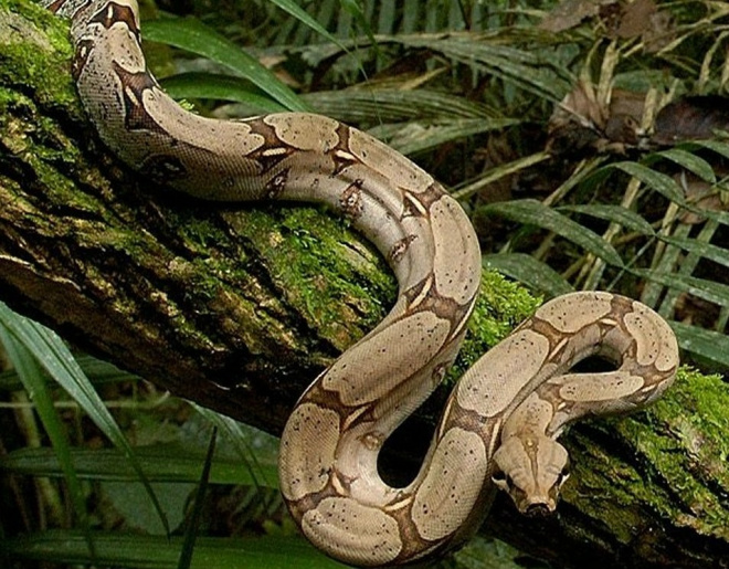 Ibama orienta sobre comercialização do veneno de cobra para comercialização
Foto: Divulgação