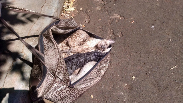 Em Santa Fé, nove gatos (oito machos e uma fêmea) foram colocados dentro de uma bolsa e abandonados na frente da casa de uma ativistas. Apenas dois sobreviveram (Foto: Facebook)