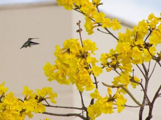 Beija-flor se aproxima de um Ipê-Amarelo, árvore símbolo de MS. (Foto: Marina Pacheco/Arquivo).
