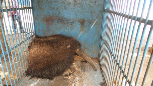 O tamanduá, capturado, se manteve acuado no fundo da gaiola (Foto: Ricardo Ojeda)