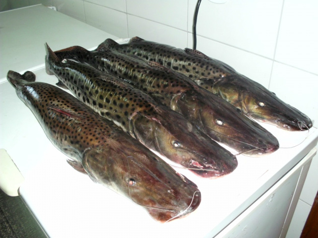 Ao todo, foram apreendidos 648 kg de pescado (Foto: Divulgação)