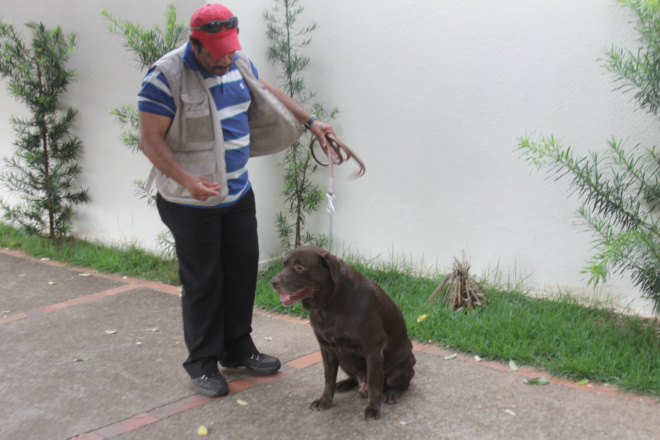 Fal-Has com o cão labrador Theófilo - obediência total (Foto: Ricardo Ojeda)