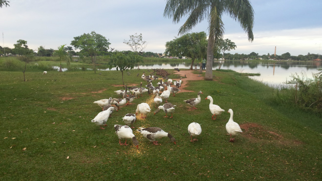 Equipe da Prefeitura também alimenta patos, gansos e outras aves na Lagoa Maior (Foto: Ricardo Ojeda)