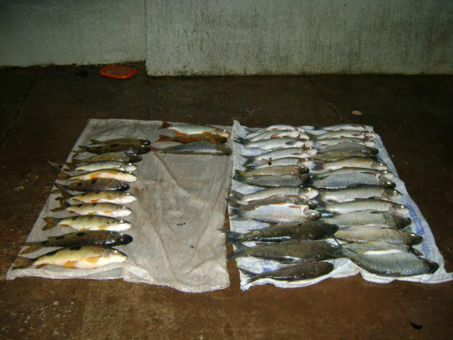 Os peixes que foram apreendidos com o jovem na região de Rio Negro (Foto; Divulgação)