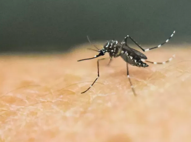 Aedes aegypti: armadilha pode não ser a melhor alternativa. (Foto: Bem Estar)