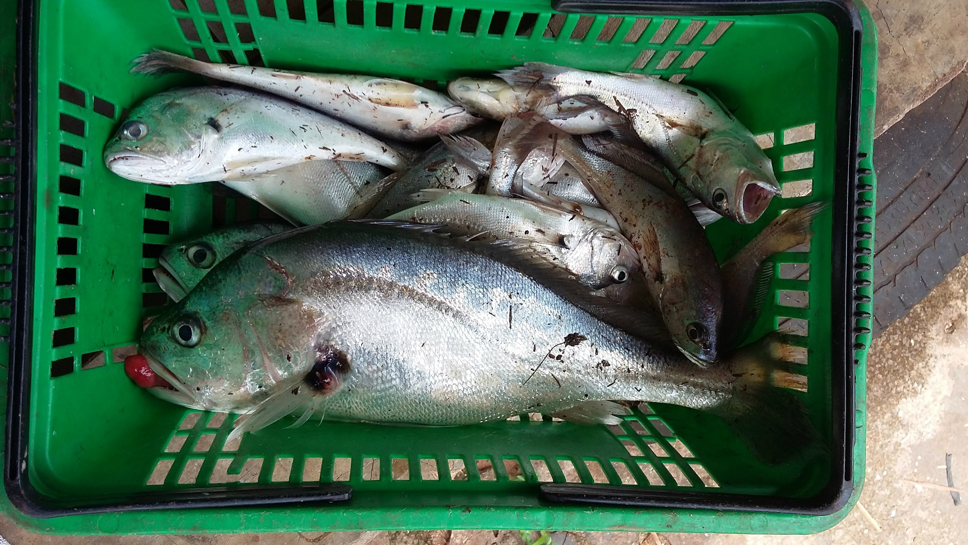 Pescado apreendido PMA Ap Taboado 7 fev 2016