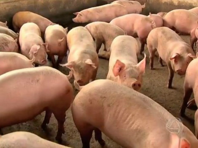 MS ampliou em 7,1% o abate de suínos em 2015, segundo a Famasul (Foto: Reprodução/TV Morena)
