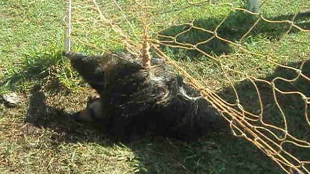 O tamanduá luta para se livrar da rede, mas não consegue; o animal teve de ser socorrido pela PMA (Foto: Divulgação)