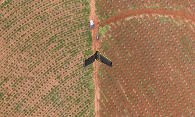 Drone da Eldorado Brasil sobrevoa uma plantação de eucalipto em Três Lagoas (MS)