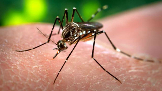 Segundo autoridades da saúde, vírus do zika não está presente nos mosquitos da Austrália. (Foto Divulgação)