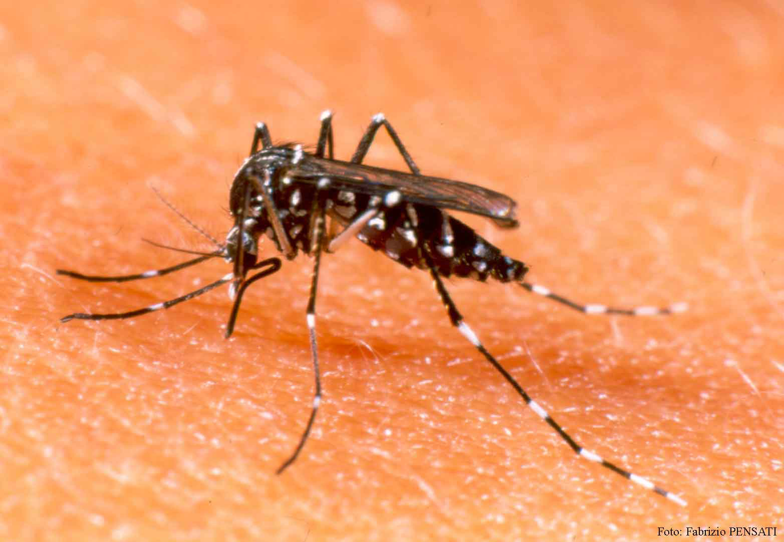 A transmissão da doença, assim como a dengue, ocorre por meio da picada do mosquito Aedes aegypti. (Foto: Divulgação)