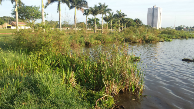 Sem conservação e limpeza o mato avança dentro da lagoa (Foto: Ricardo Ojeda)