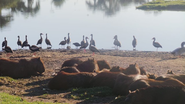 Animais sofrem com a falta de comida na Lagoa Maior. Período de estiagem já promete ser maior que o do ano passado. Foto: Ricardo Ojeda