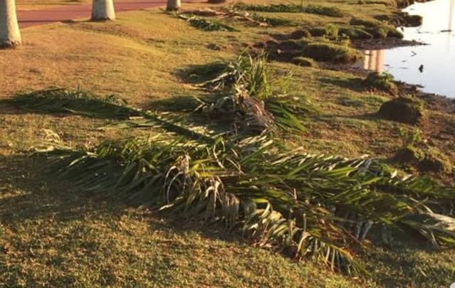 Folhas de palmeiras foram colocadas em trechos da lagoa para que servissem de alimentação às capivaras. Foto enviada à redação por leitor.