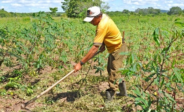 No estado, setor totaliza duas colheitas: milho safrinha e seringueira - Foto: Divulgação