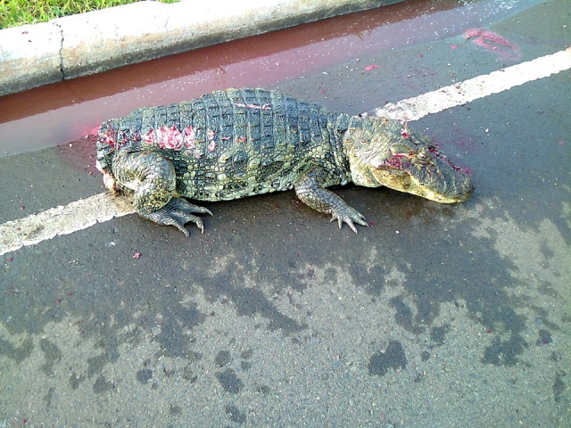 De acordo com o internauta o animal estava bastante machucado, sangrando muito, mas ainda vivo(Foto: Andrey Jara)