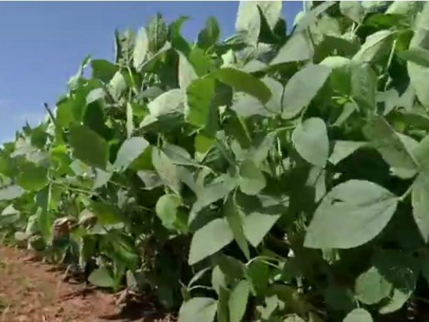 Conab prevê incremento de 8,7% no volume de produção de soja em MS (Foto: Reprodução/TV Morena)