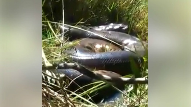 Cobra estava às margens do Rio Sucuriú, segundo internauta. (Foto: Reprodução/ Facebook).