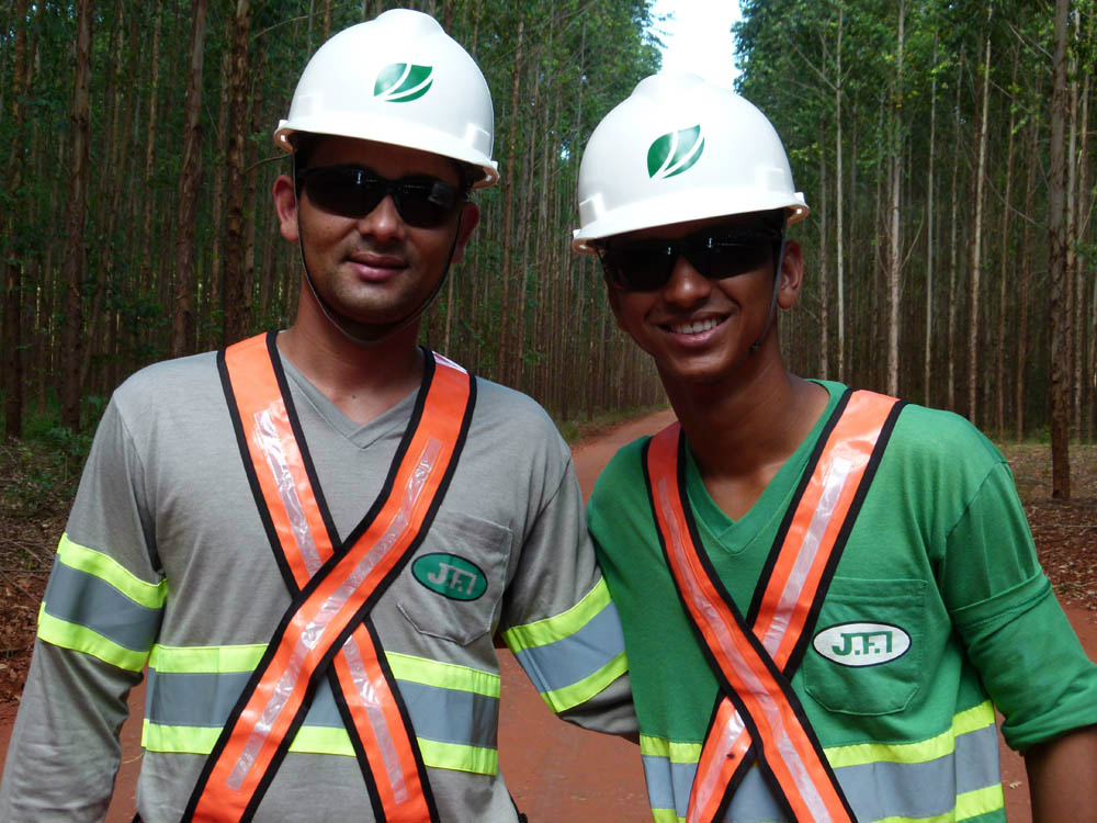O suprimento de madeira necessário à operação da nova linha de produção de celulose da Fibria virá de florestas cultivadas no Mato Grosso do Sul. (Foto: Assessoria)
