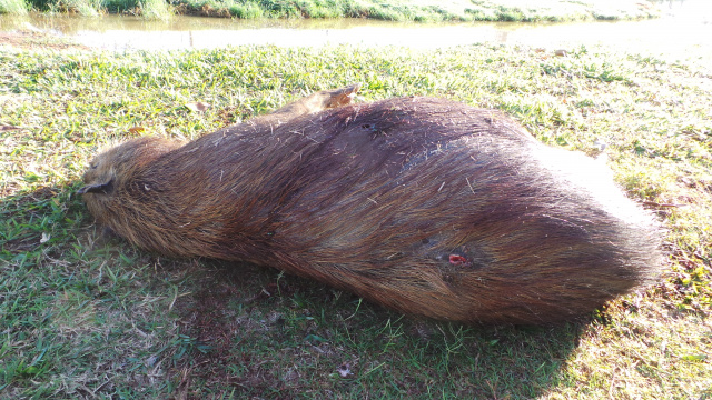 Capivara é encontrada morta na Lagoa Maior em Três Lagoas