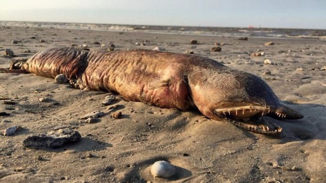 Preeti Desai usou as redes sociais para tentar identificar esse animal, que encontrou numa praia em Texas City (Foto: Twitter/@preetalina/BBC )