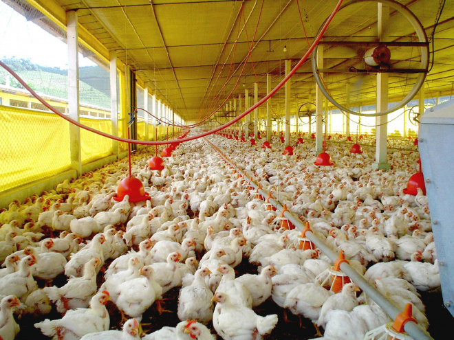 A avicultura em Mato Grosso do Sul exportou, em setembro desse ano, 9,2 mil de toneladaS (Foto: Arquivo)
