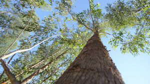 Expansão das florestas de eucaliptos atrai os maiores investimentos privados: R$ 15 bilhões. (Foto: Edemir Rodrigues)