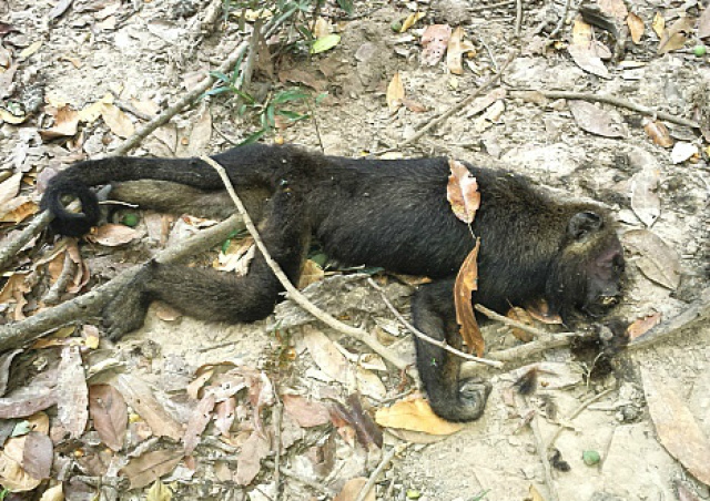 Macacos morrem na região de Três Lagoas; suspeita é de febre amarela Macacos foram encontrados na zona rural de Aparecida do Taboado. (Foto: Ilustração/ Divulgação).