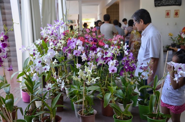 Exposição de Orquídeas vai até amanhã. Foto: Divulgação