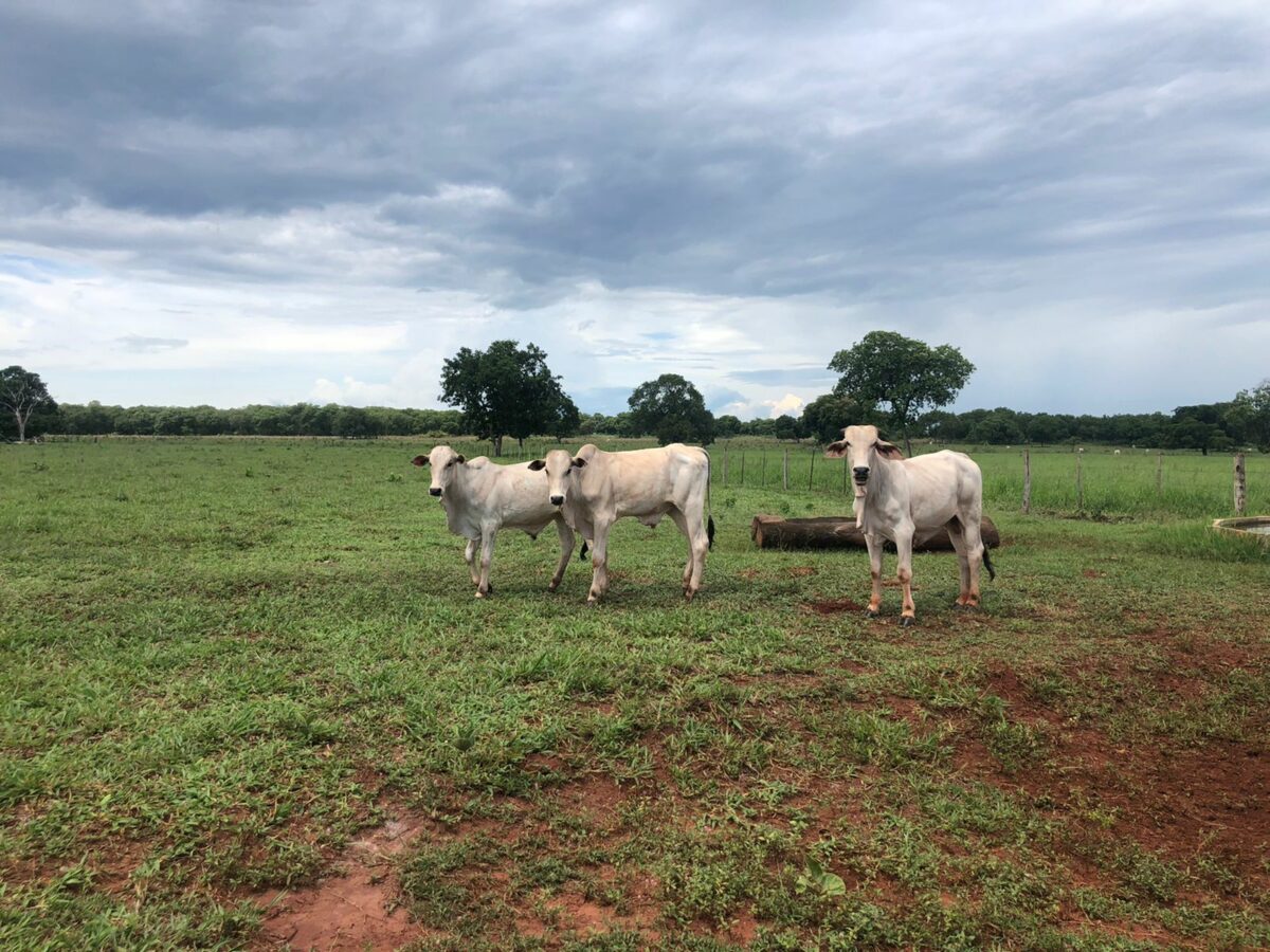 Em Ribas do Rio Pardo, quadrilha furta gados de fazenda e acaba presa pela Polícia Civil