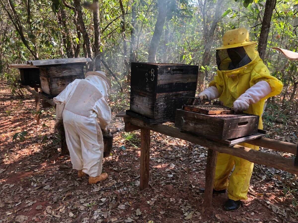 Apicultores do Programa Colmeias fecham 2021 com 32% de aumento da produção de mel em MS Apicultores do Programa Colmeias fecham 2021 com 32% de aumento da produção de mel em MS