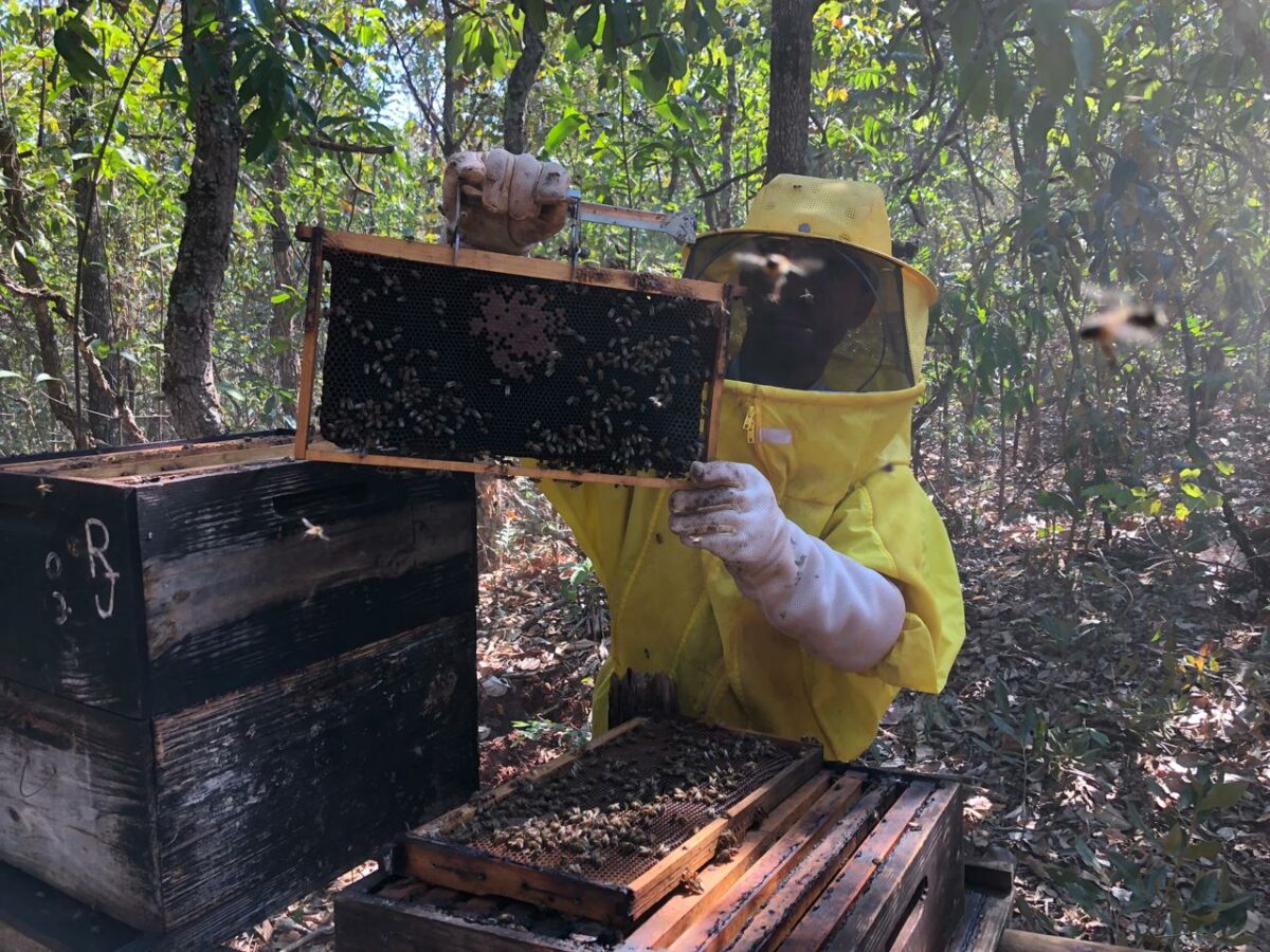 Apicultores do Programa Colmeias fecham 2021 com 32% de aumento da produção de mel em MS