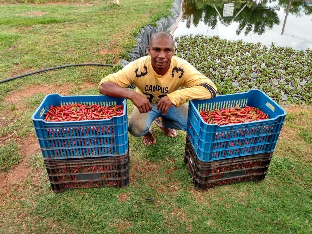 Com apoio da Suzano, agricultores familiares de Ribas do Rio Pardo adotam sistema agroflorestal de produção Com apoio da Suzano, agricultores familiares de Ribas do Rio Pardo adotam sistema agroflorestal de produção
