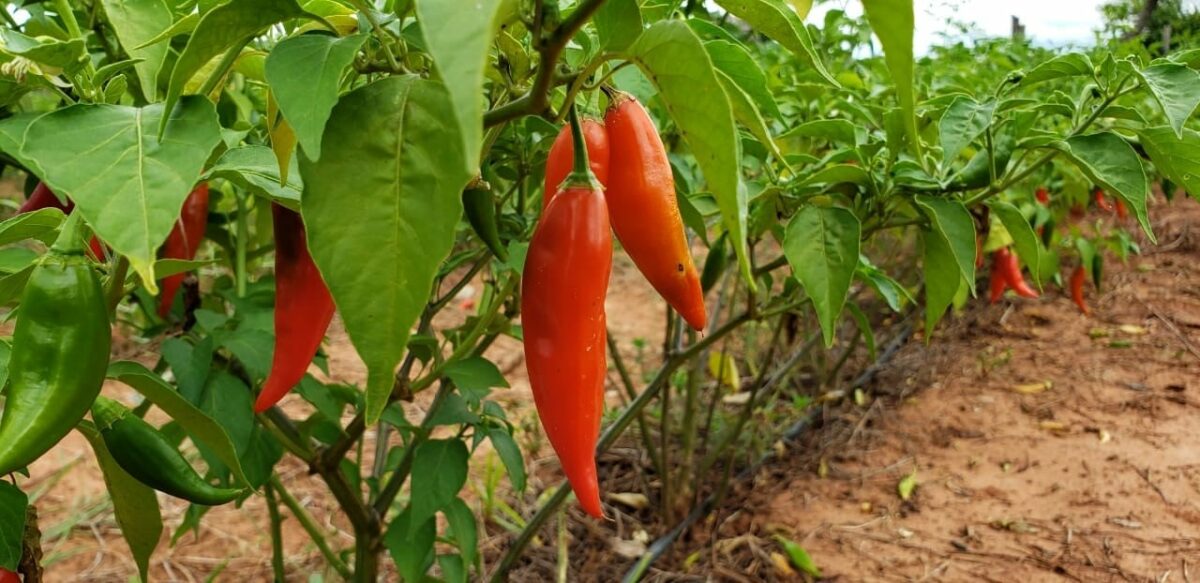 Com apoio da Suzano, agricultores familiares de Ribas do Rio Pardo adotam sistema agroflorestal de produção