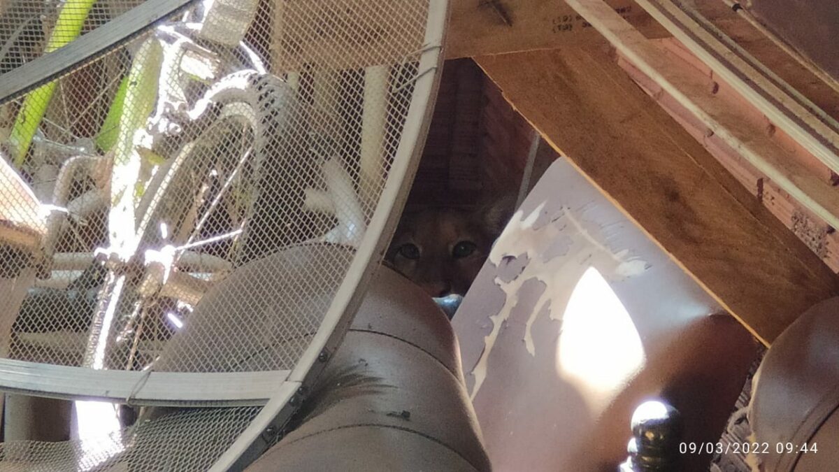 Onça parda mobiliza forças policiais, Corpo de Bombeiros por mais de 8 horas de Bataguassu Onça parda mobiliza forças policiais, Corpo de Bombeiros por mais de 8 horas de Bataguassu