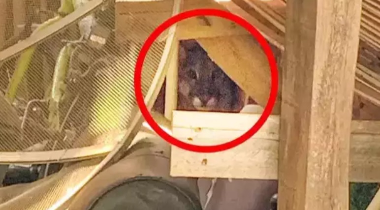 Em Três Lagoas homem é atacado por felino durante caminhada Em Três Lagoas homem é atacado por felino durante caminhada