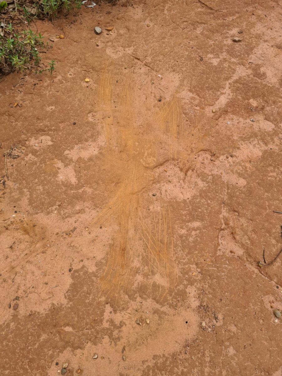Em Três Lagoas homem é atacado por felino durante caminhada Em Três Lagoas homem é atacado por felino durante caminhada